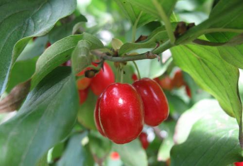 Какие кустарники посадить осенью на даче. Оптимальные сроки по регионам для посадки осенью 05