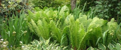 Когда пересаживать папоротник садовый. Садовый папоротник в какое время лучше пересаживать?