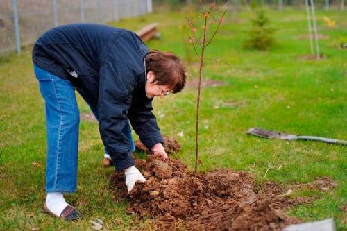 Какие деревья и кустарники можно сажать осенью. Все про осеннюю посадку плодовых деревьев и кустарников: полный разбор