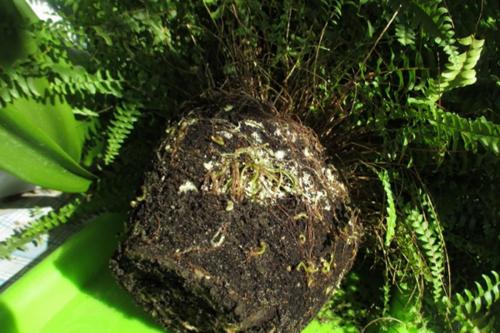 Нужно ли весной обрезать прошлогодние побеги папоротника. Папоротник в укромном уголке 02