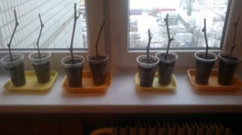 Как сохранить виноградную лозу зимой. Надежные способы укрытия винограда 06