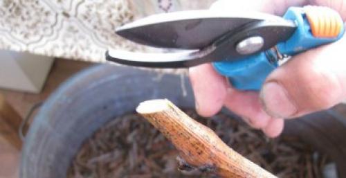 Как сохранить виноградную лозу зимой. Надежные способы укрытия винограда 02