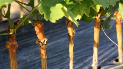 Привитые саженцы винограда. Все о прививке винограда