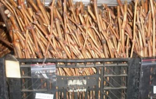 Как хранить черенки винограда в холодильнике. Правила хранения