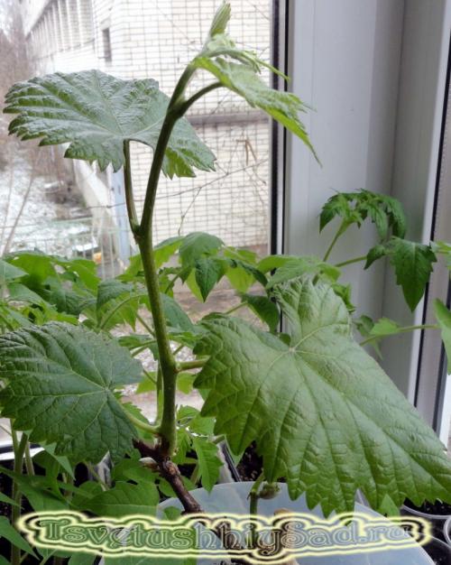 Как хранить саженцы винограда до посадки. Как сохранить саженцы винограда