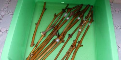 Как сохранить виноградную лозу зимой. Надежные способы укрытия винограда 03