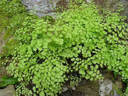 Папоротник обрезка. Уход за папоротником осенью подготовка к зиме