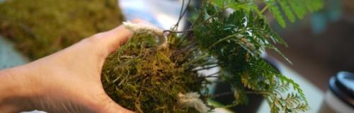 Папоротник уход осенью подготовка к зиме 05