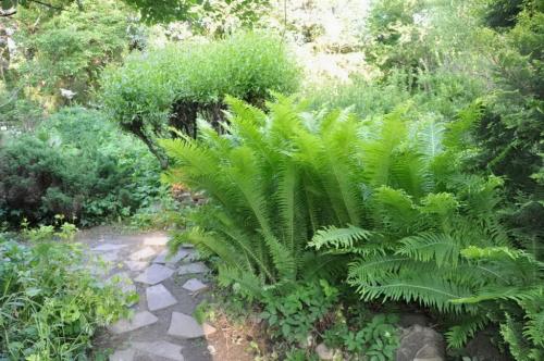 Папоротник обрезка. Уход за папоротником осенью подготовка к зиме