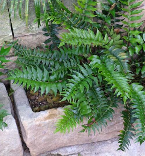 Папоротник уход осенью подготовка к зиме 06