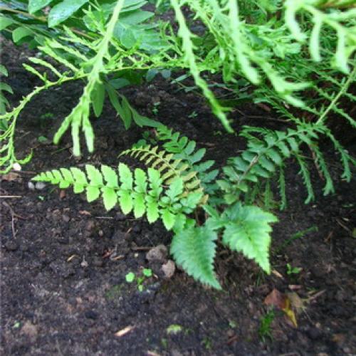 Папоротник уход осенью подготовка к зиме 04