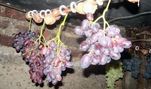 Как хранить виноград в погребе. Как хранить виноград на зиму