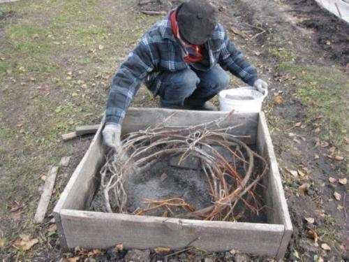 Укройте правильно молодой виноград первого года на зиму. Процесс укрытия винограда пошагово