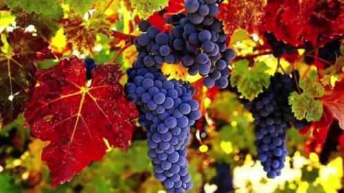 Сколько хранится виноград в холодильнике. Проверенные способы, как сохранить виноград на зиму в домашних условиях