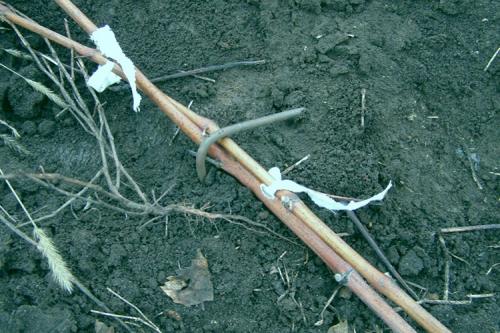 Сроки укрытия винограда на зиму. Все способы укрытия винограда на зиму + сроки для каждого региона