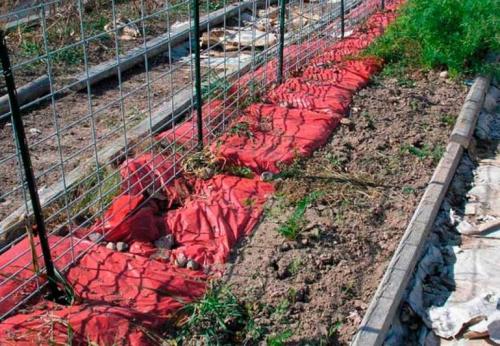 Как правильно укрыть виноград на зиму. Подготовка винограда к зимним холодам 07 Как правильно укрыть виноград на зиму. Подготовка винограда к зимним холодам 07