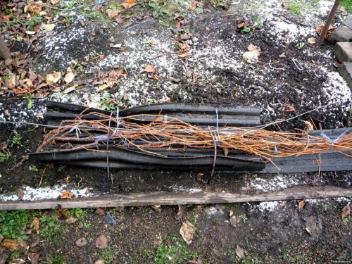 Как правильно укрыть виноград на зиму. Подготовка винограда к зимним холодам 10 Как правильно укрыть виноград на зиму. Подготовка винограда к зимним холодам 10