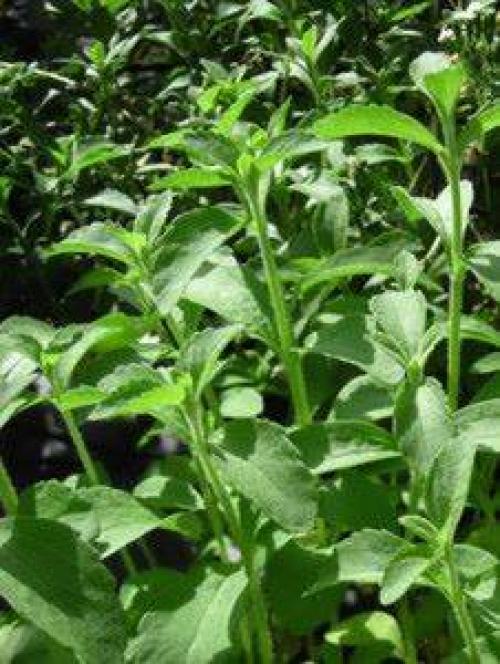 Размножение стевии черенками. Выращивание стевии и уход за ней