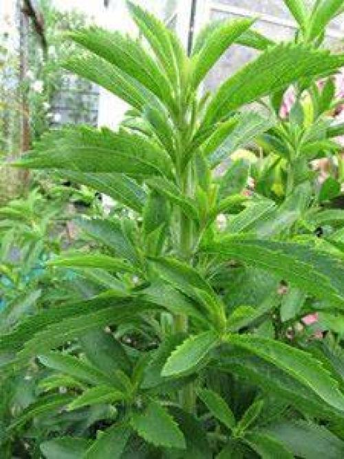 Размножение стевии черенками. Выращивание стевии и уход за ней