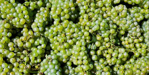 Сколько хранится виноград при комнатной температуре. Как и где правильно хранить виноград?