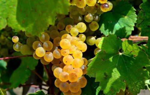 Как хранить виноград из магазина. Подготовка и сбор винограда для хранения