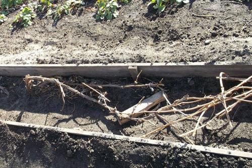 Укрыть виноград на зиму без прикапывания. Когда