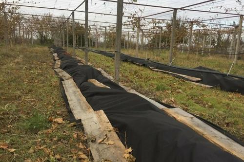 Укрыть виноград на зиму без прикапывания. Когда