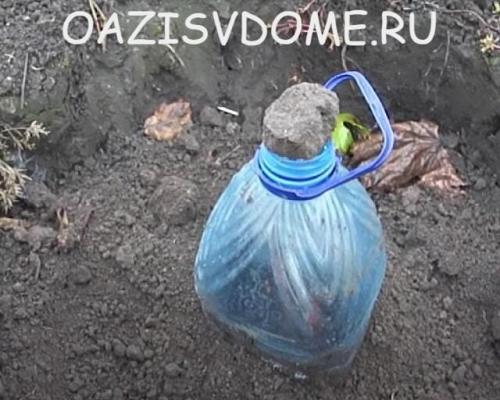 Как укрыть молодой виноград на зиму. Чем и как утеплить правильно: видео и инструкция