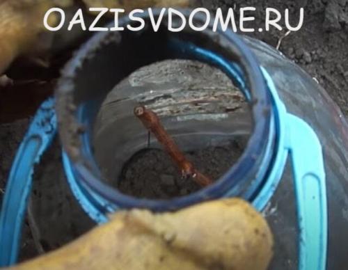 Как укрыть молодой виноград на зиму. Чем и как утеплить правильно: видео и инструкция