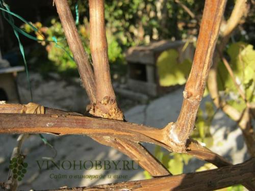 Как подготовить виноград к зиме. Осенняя обрезка лозы в зависимости от возраста виноградника