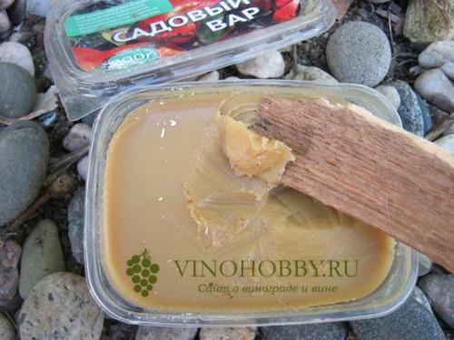 Как подготовить виноград к зиме. Осенняя обрезка лозы в зависимости от возраста виноградника