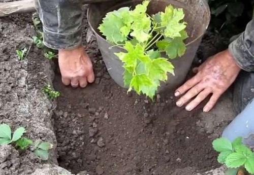 Как подготовить виноград к зиме в сибири. Посадка