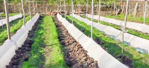 Как обрезать виноград осенью и подготовить к зиме. Обрезка винограда осенью