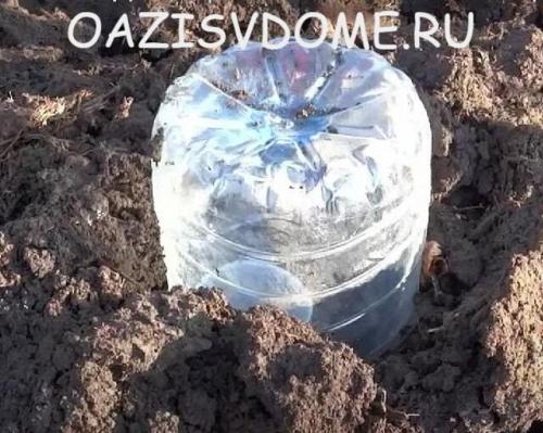 Как укрыть молодой виноград на зиму. Чем и как утеплить правильно: видео и инструкция