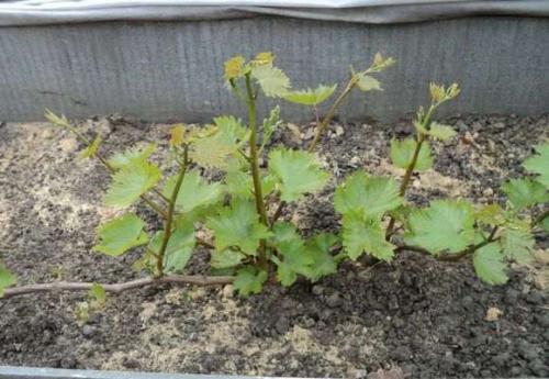 Как подготовить виноград к зиме в сибири. Посадка