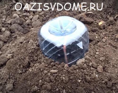 Как укрыть молодой виноград на зиму. Чем и как утеплить правильно: видео и инструкция