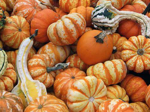 Где лучше сажать тыкву в тени или на солнце. Как сеять семена