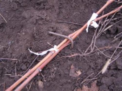 Как правильно укрывать виноград на зиму 06