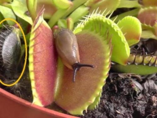 Цефалотус фоликулярис. семейство цефалотовые (cephalotaceae) 05