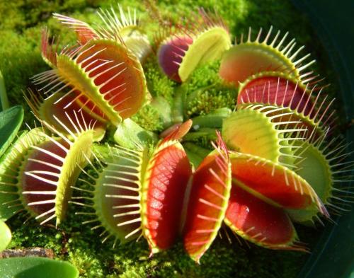 Как ухаживать за венериной мухоловкой. Уход в домашних условиях