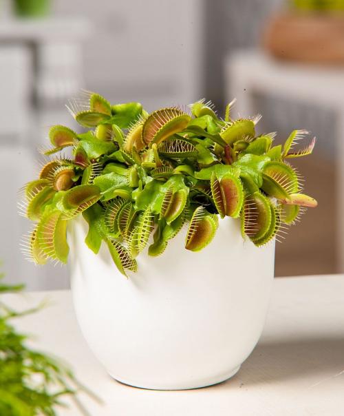 Как ухаживать за венериной мухоловкой. Уход в домашних условиях