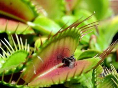 Цефалотус фоликулярис. семейство цефалотовые (cephalotaceae) 03