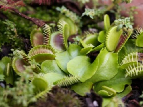 Цефалотус фоликулярис. семейство цефалотовые (cephalotaceae) 01