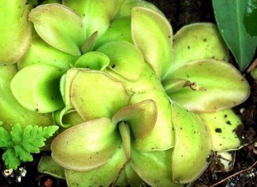 Жирянка уход. Уход за растением