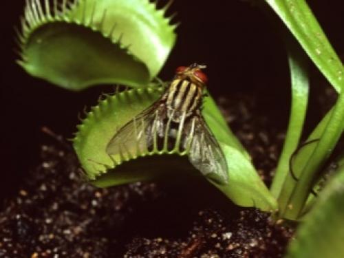 Цефалотус фоликулярис. семейство цефалотовые (cephalotaceae) 04