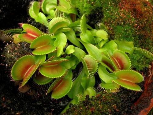 Как ухаживать за венериной мухоловкой. Уход в домашних условиях