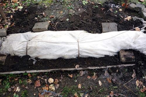 Как укрыть виноград на зиму правильно. Когда