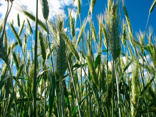 Можно ли среди клубники посеять горчицу. Лучшие весенние сидераты для клубничных посадок