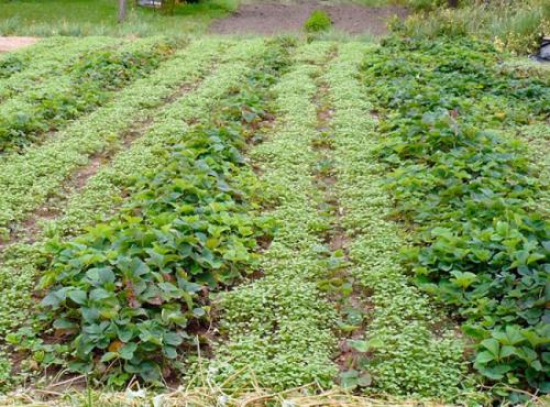 Можно ли среди клубники посеять горчицу. Лучшие весенние сидераты для клубничных посадок