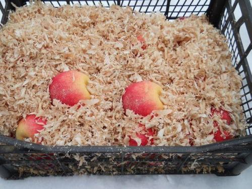 Как хранить поздние сорта яблок. Как хранить яблоки поздних сортов